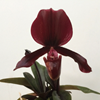 Paphiopedilum Blac Kright Red х charlesworthii